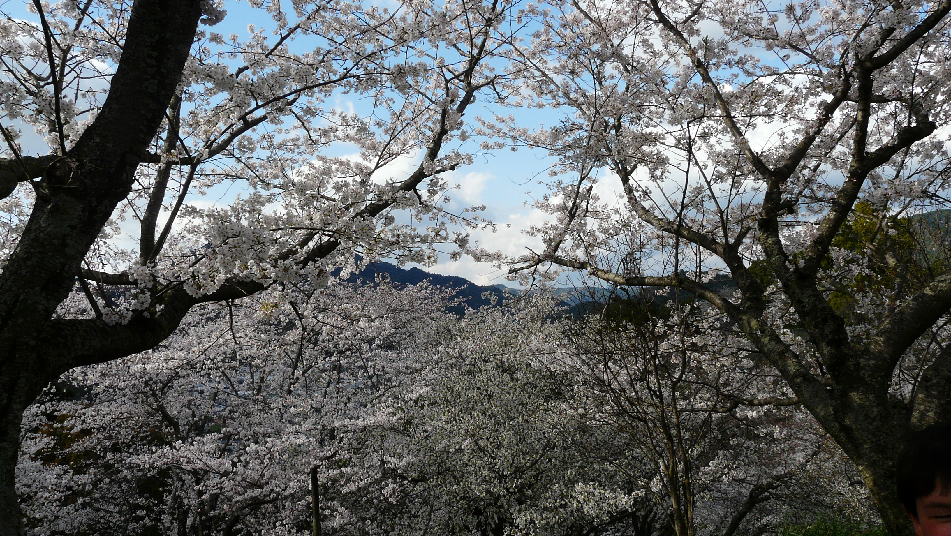 丸山桜 或る島の 森の 柿の木の記憶