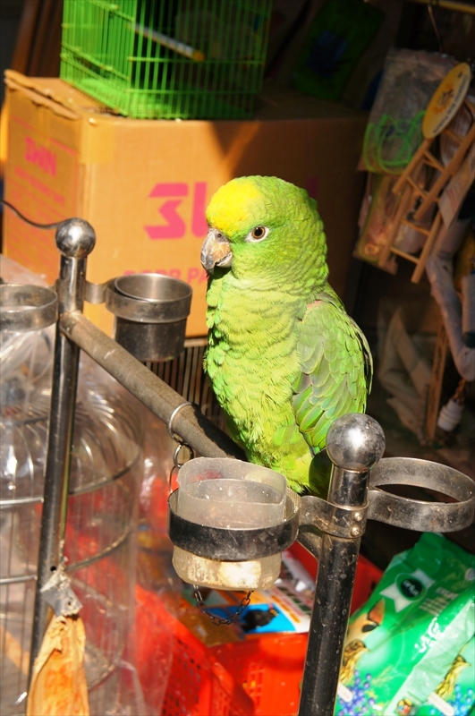 DSC00793_R