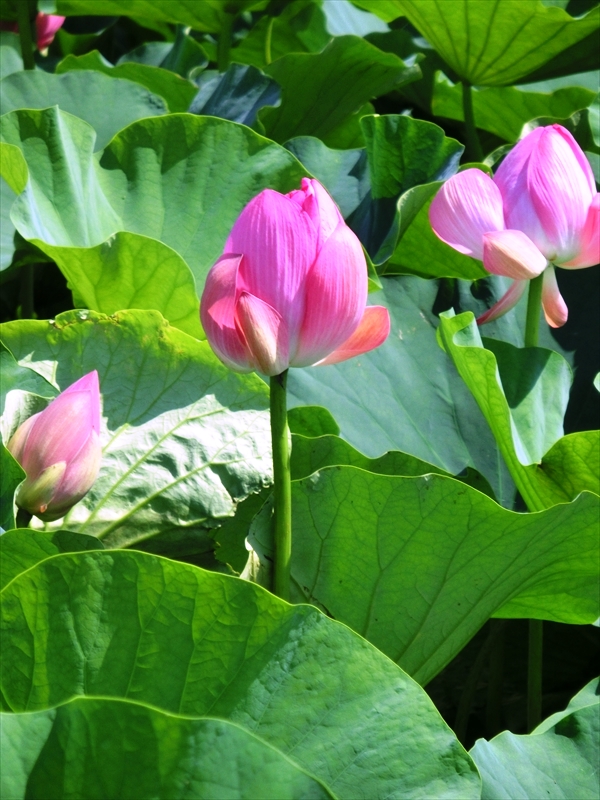 CIMG4473_R
