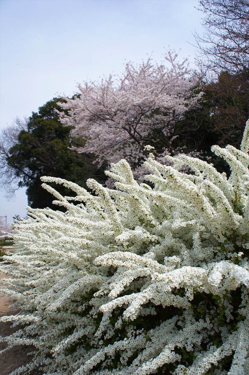 DSC03849_R