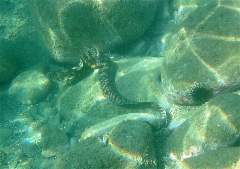 DSC04184_R