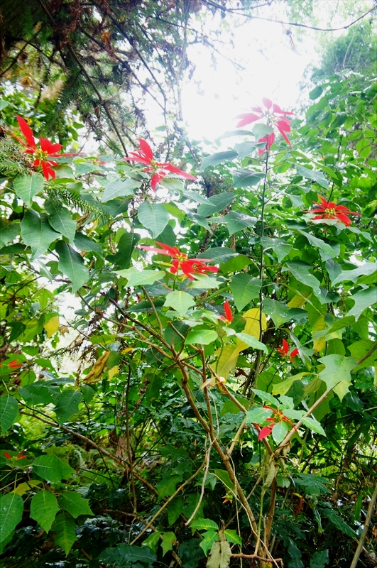DSC09085_R