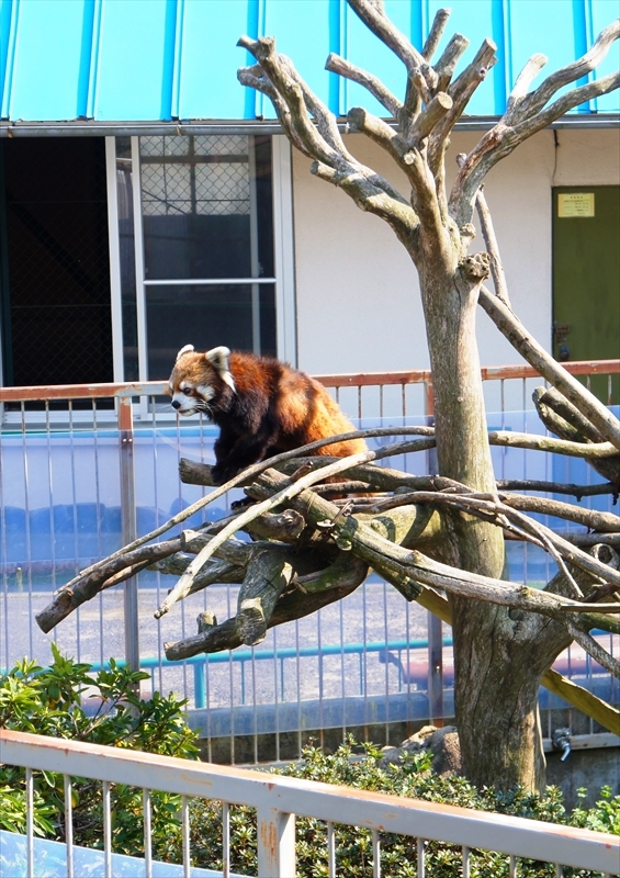 DSC04036_R