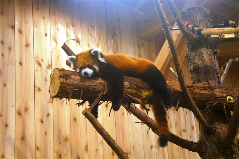 DSC02698_R