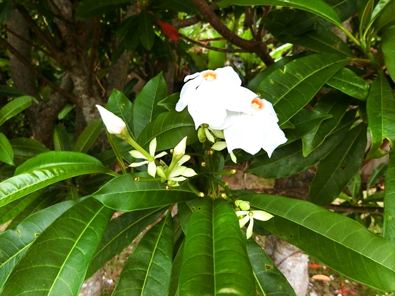 CIMG5388_R