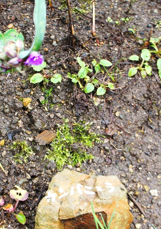 DSC00730_R
