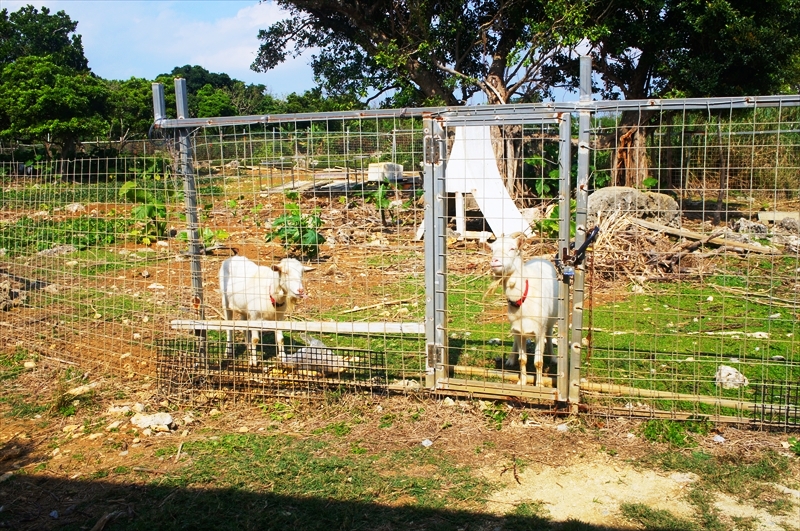 DSC01002_R