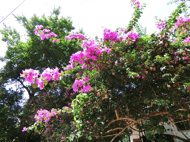 CIMG4698_R