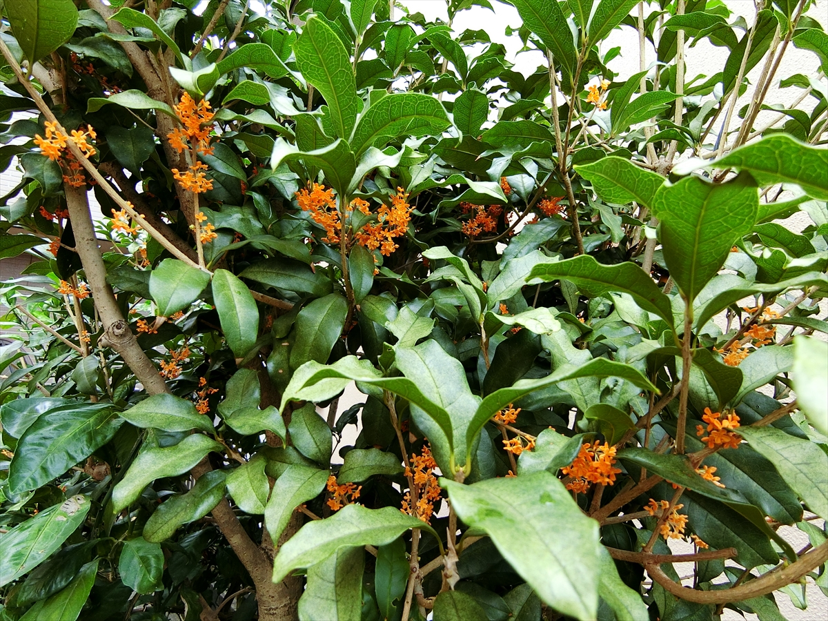 CIMG8433_R