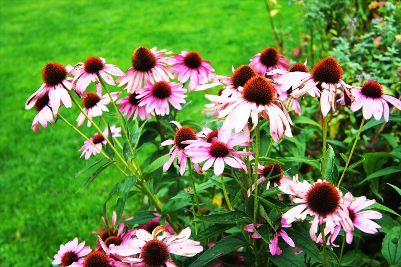 DSC00740_R