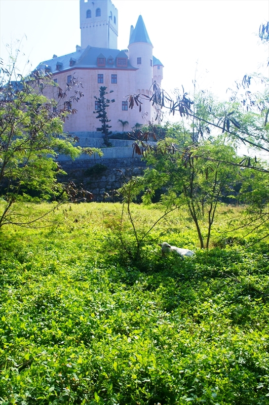 DSC01137_R