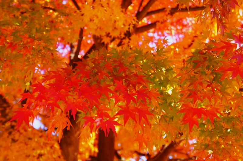 DSC00778_R