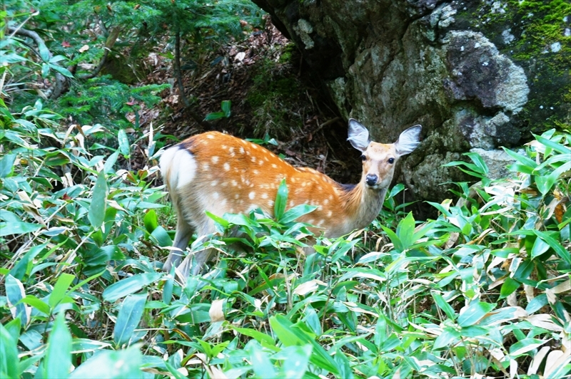 DSC00931_R