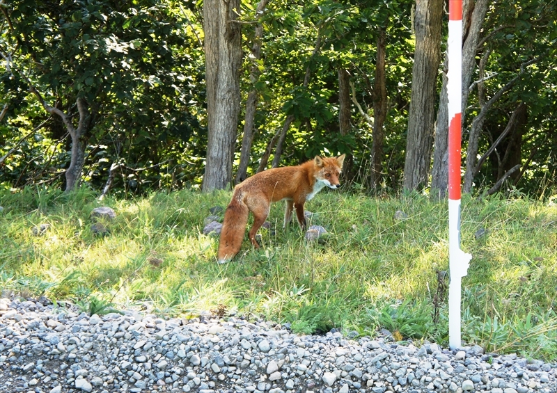 DSC00889_R