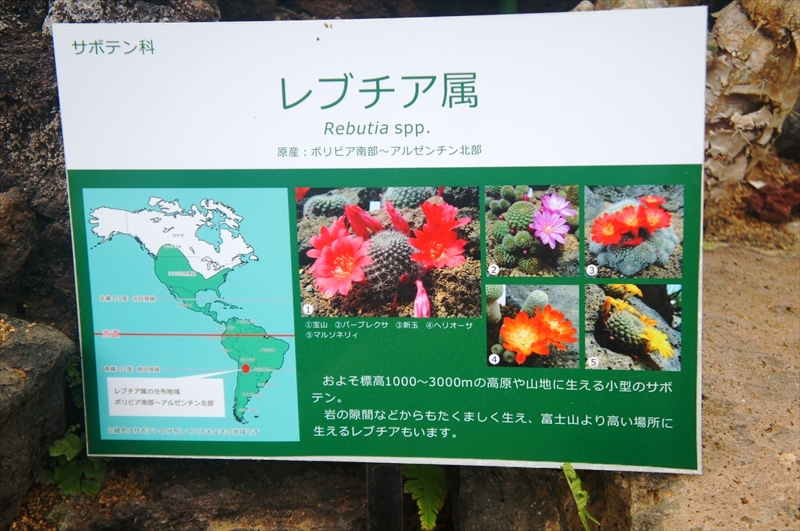 DSC02803_R