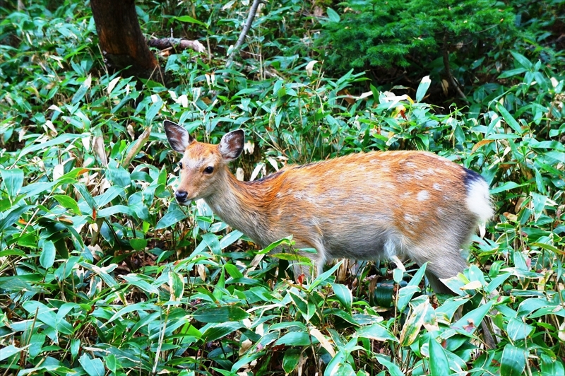 DSC01119_R