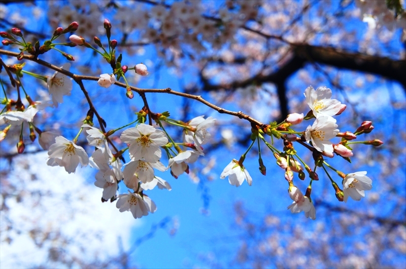 DSC02627_R
