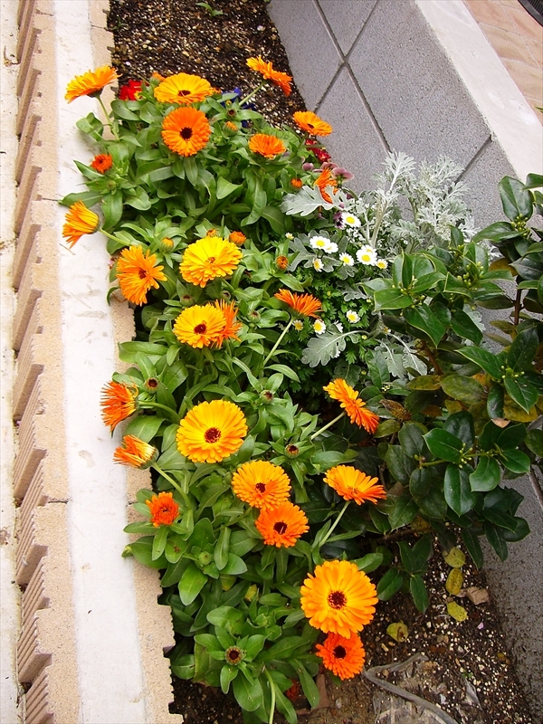 CIMG7821_R