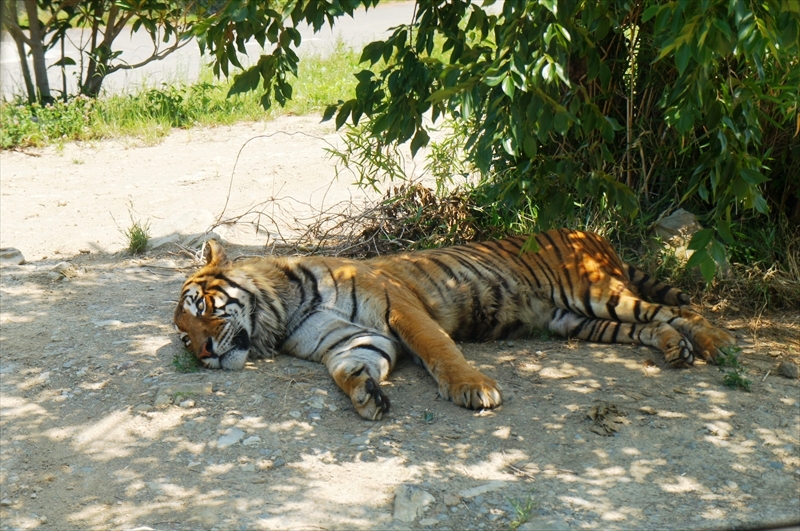 DSC08665_R