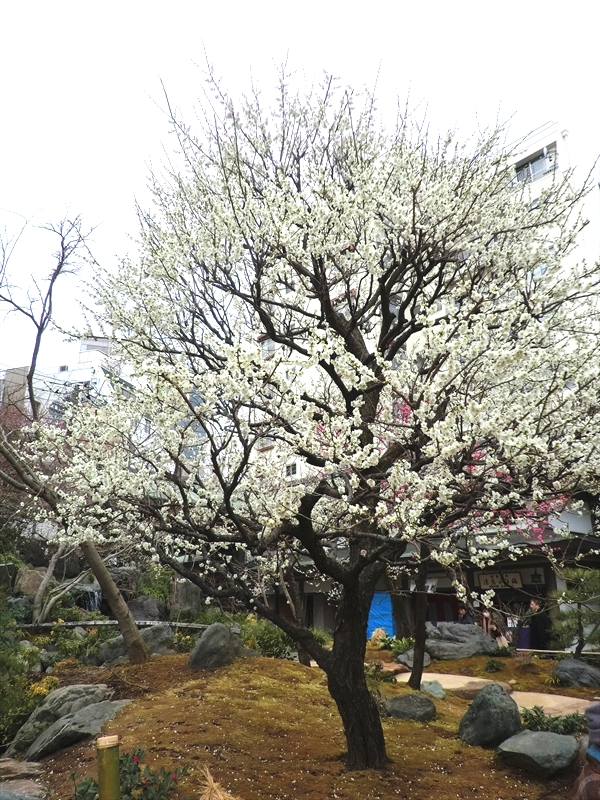CIMG5553_R