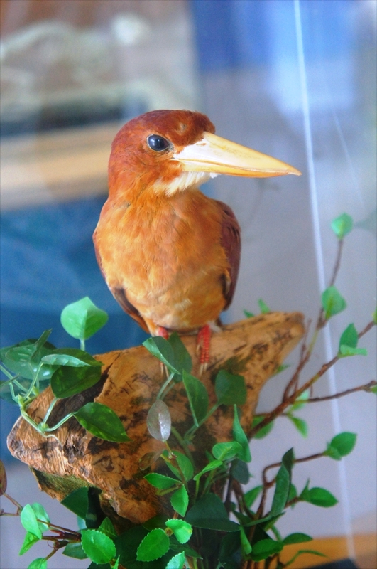 DSC00264_R