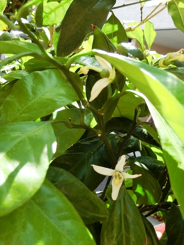 CIMG5486_R