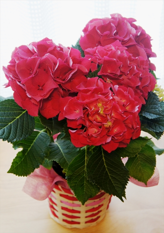 DSC02206_R