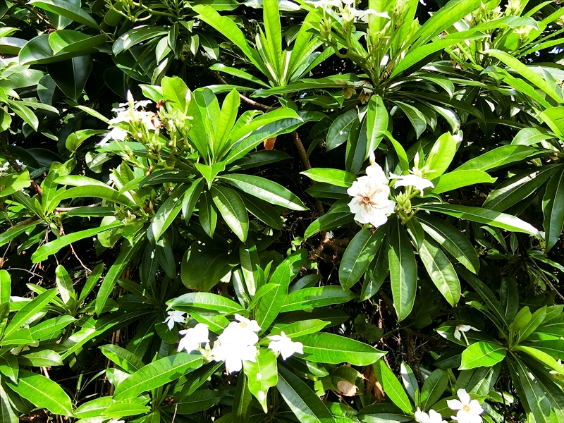 CIMG5497_R