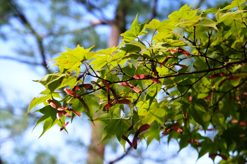 DSC00942_R