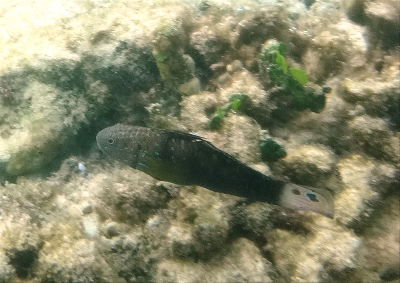 DSC00483_R