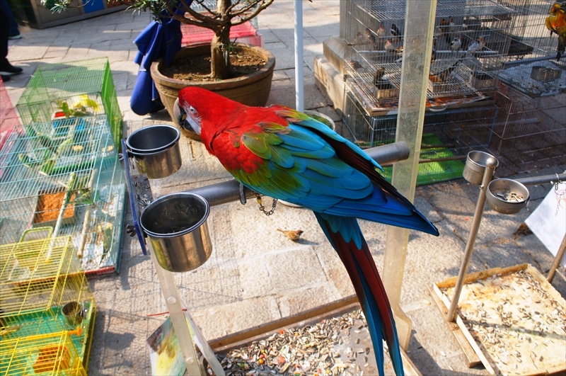 DSC00796_R