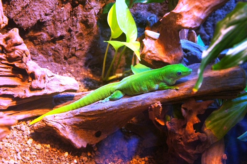 DSC01528_R