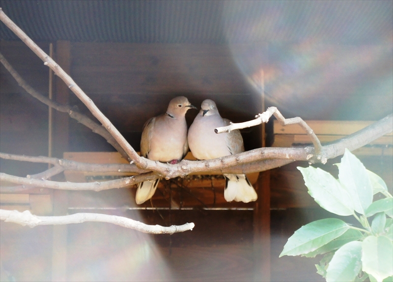 DSC01152_R
