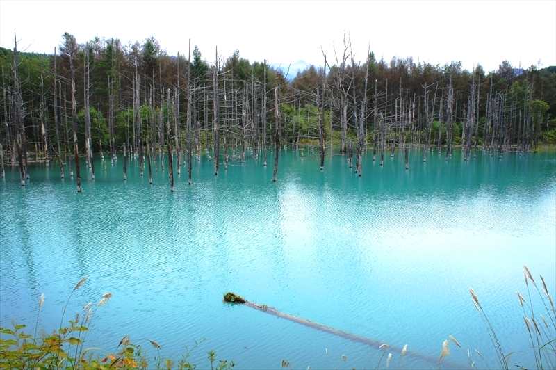 DSC00508_R