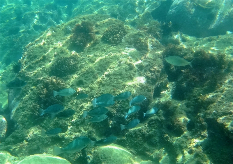 DSC07088_R