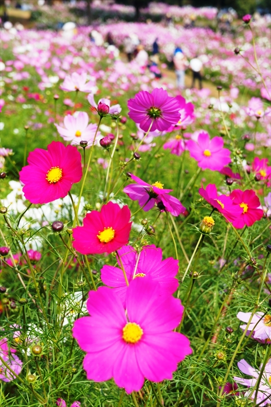 DSC00900_R