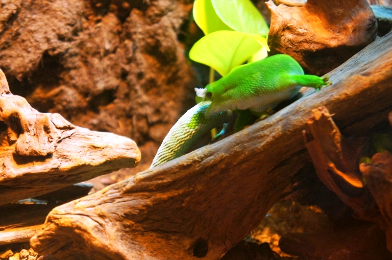DSC01468_R
