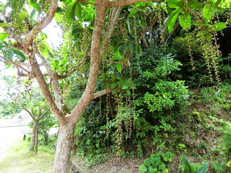 CIMG6929_R
