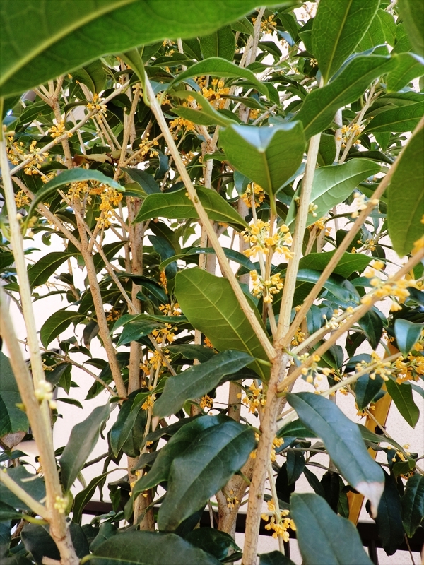 CIMG5334_R