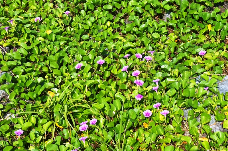 DSC00746_R