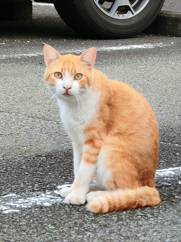 CIMG9555_R