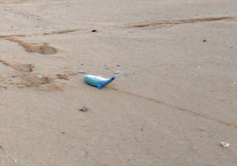 DSC00848_R