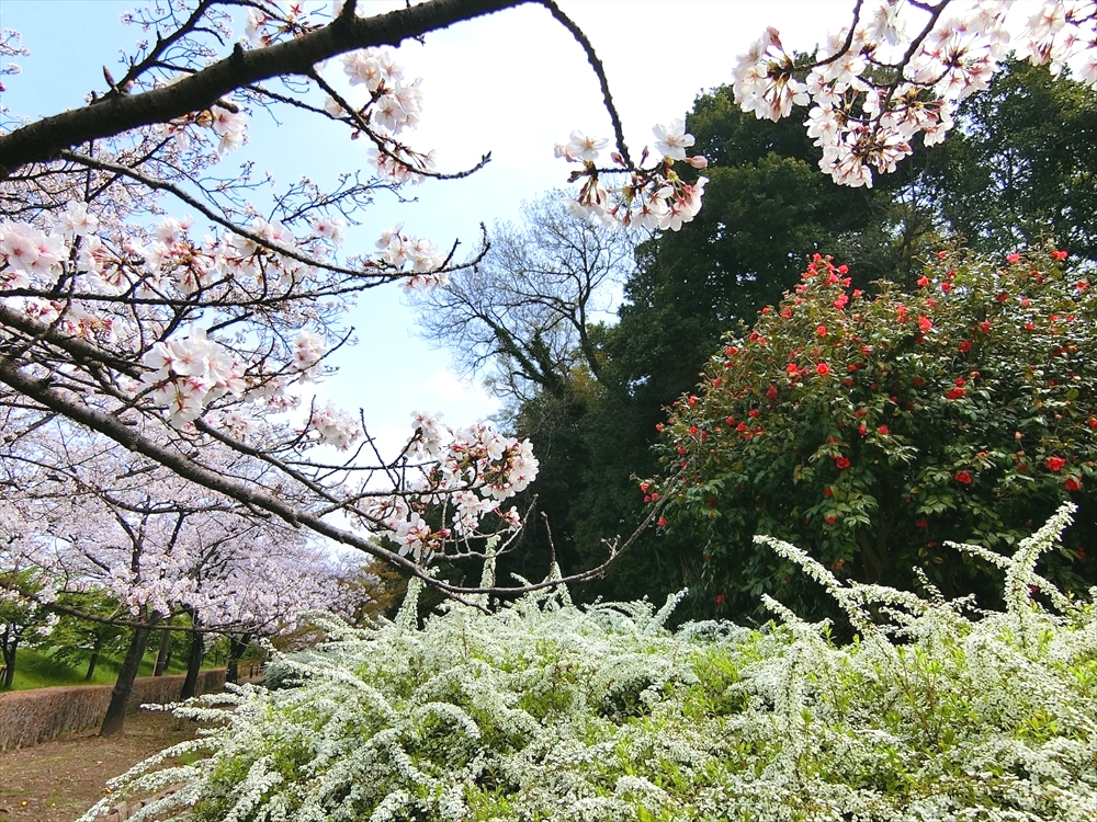 CIMG8630_R