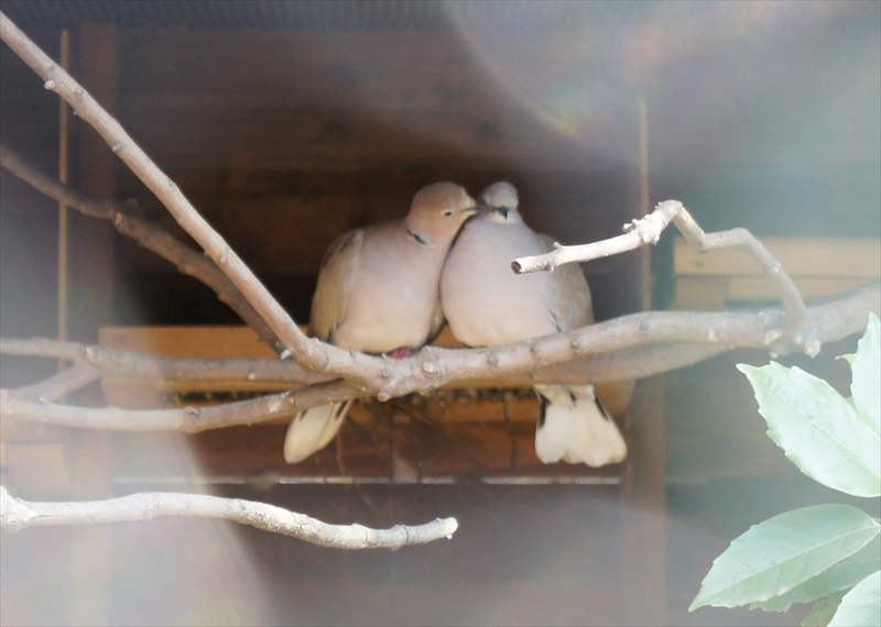 DSC01156_R