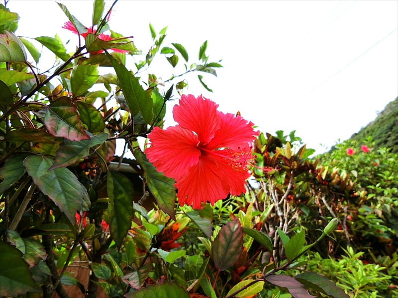 CIMG4386_R