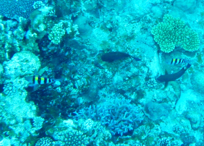 R0016982_R