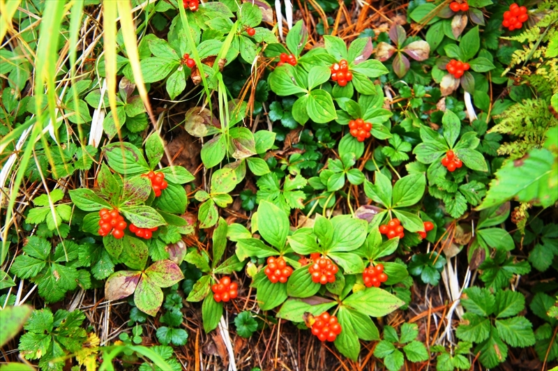 DSC01269_R