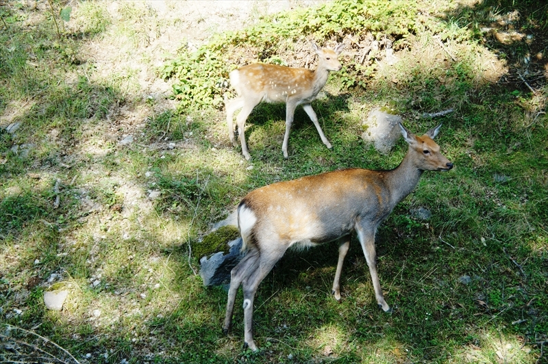 DSC00902_R