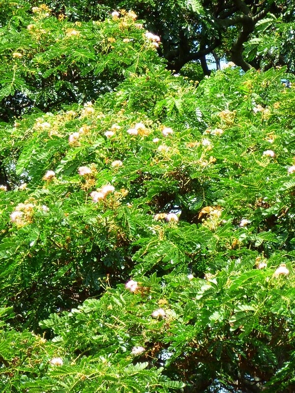 P1020612_R