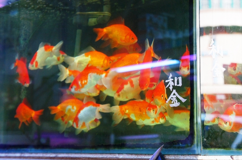 DSC00837_R